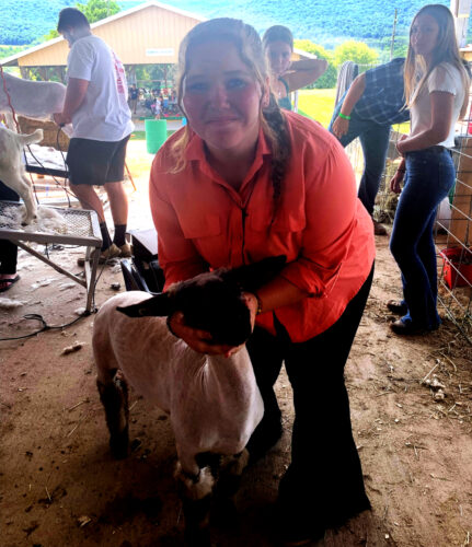 4-H, FFA kids showcase sheep at Clinton County Fair | News, Sports ...